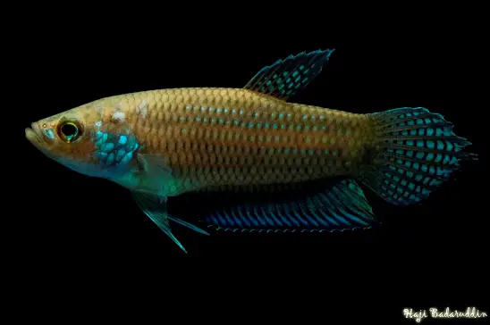 Betta stigmosa photo