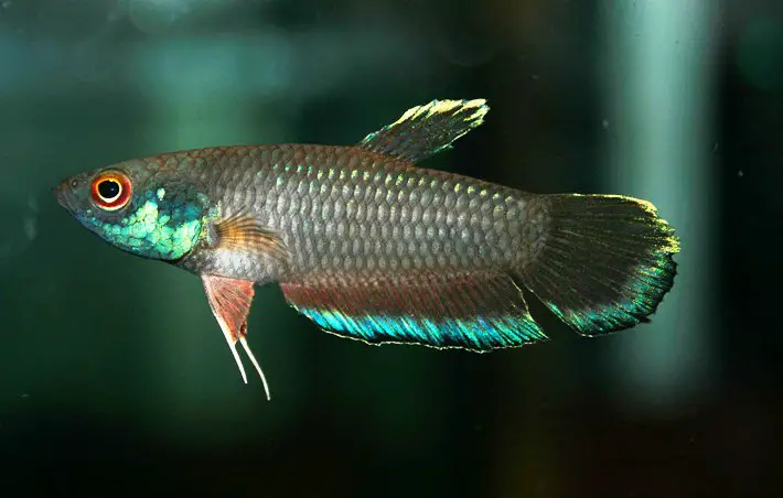 Betta taeniata photo