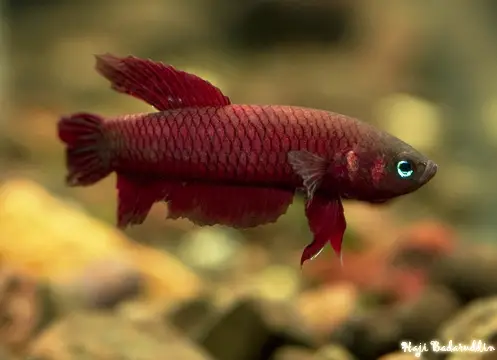 Betta tussyae photo