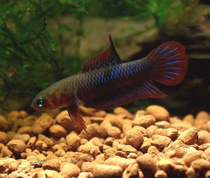 Betta uberis photo