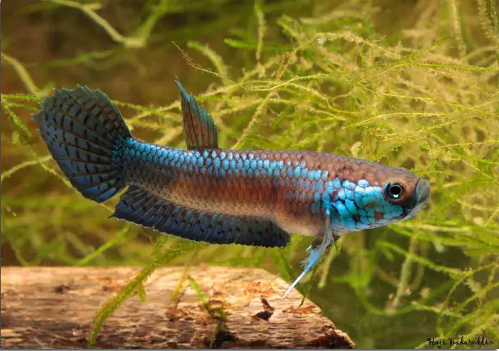 Betta unimaculata photo