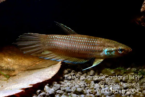 Betta pugnax photo