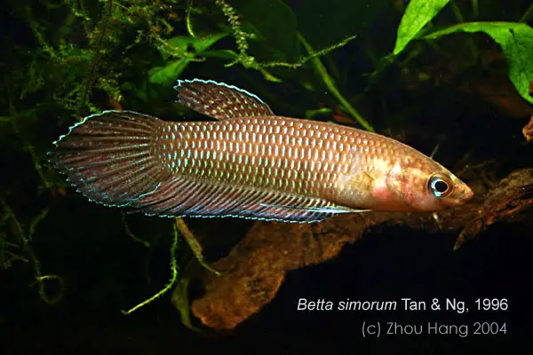 Betta simorum photo