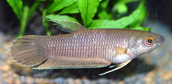 Betta spilotogena photo