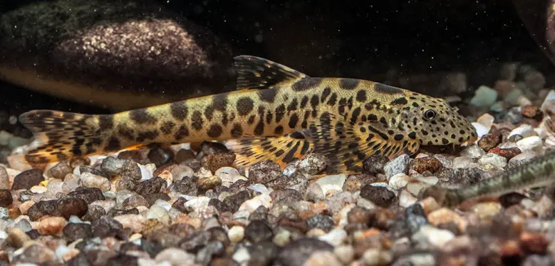 Bhavania australis photo