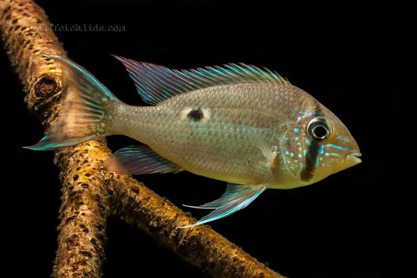 Biotodoma wavrini photo