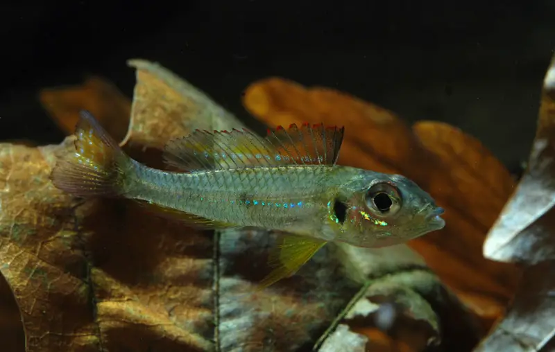 Biotoecus opercularis photo