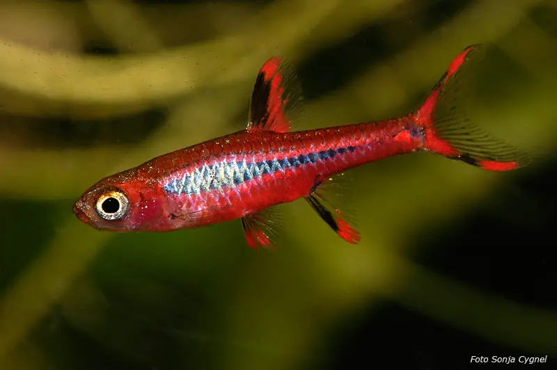 Boraras brigittae photo