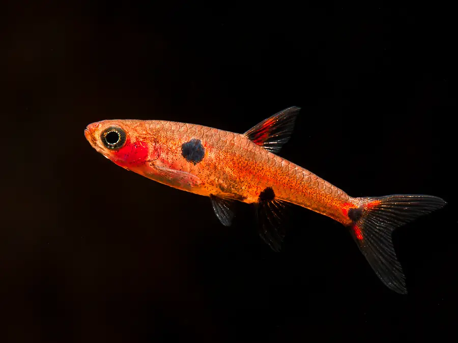 Boraras maculatus photo