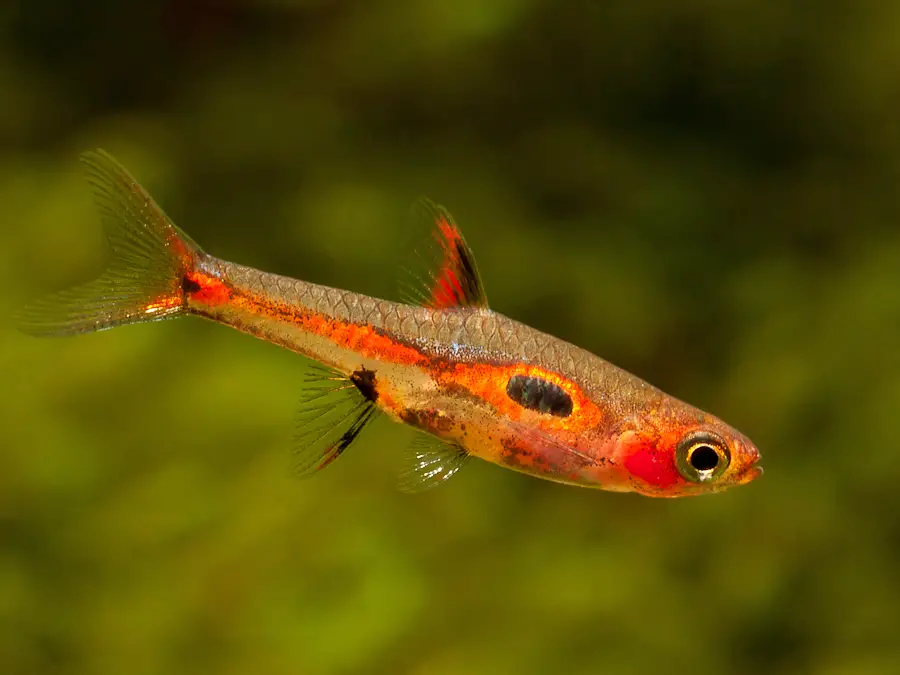 Boraras merah photo