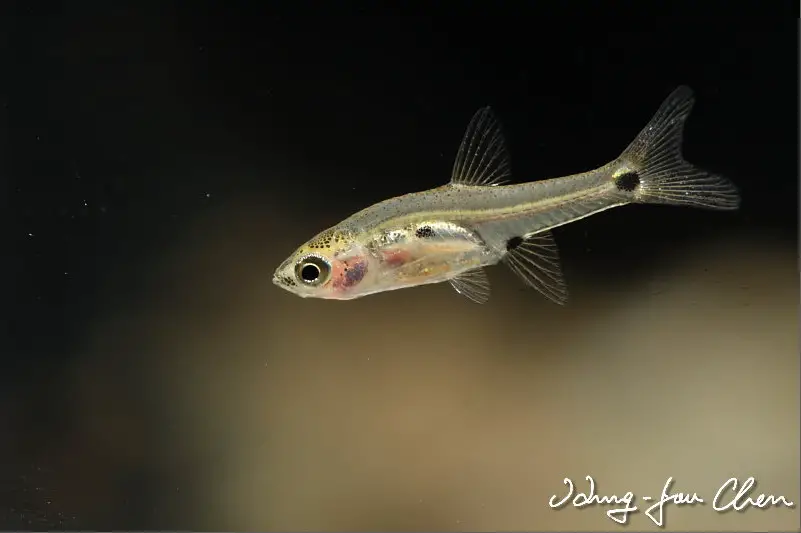 Boraras micros photo