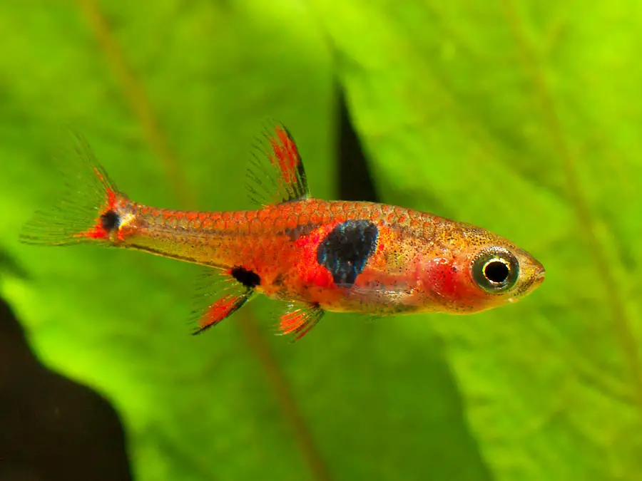 Boraras naevus photo
