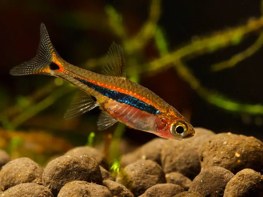 Boraras urophthalmoides photo