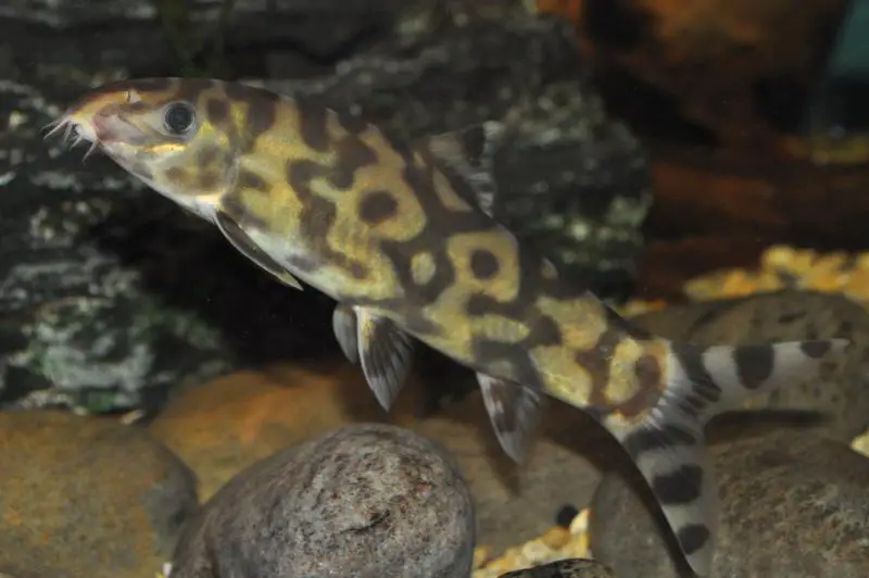 Botia histrionica photo