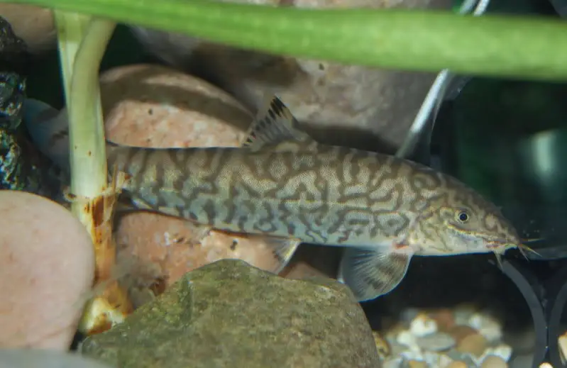 Botia almorhae photo