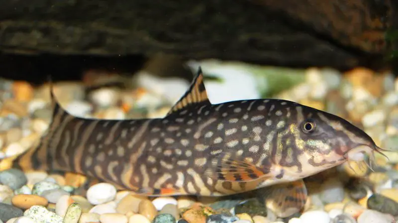 Botia rostrata photo