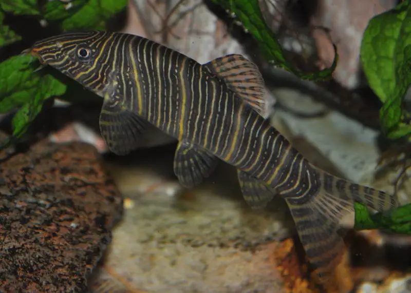 Botia striata photo