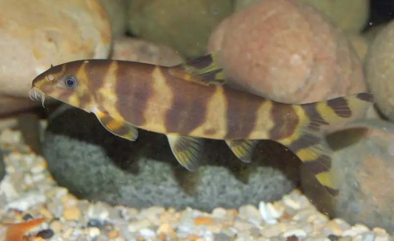 Botia udomritthiruji photo