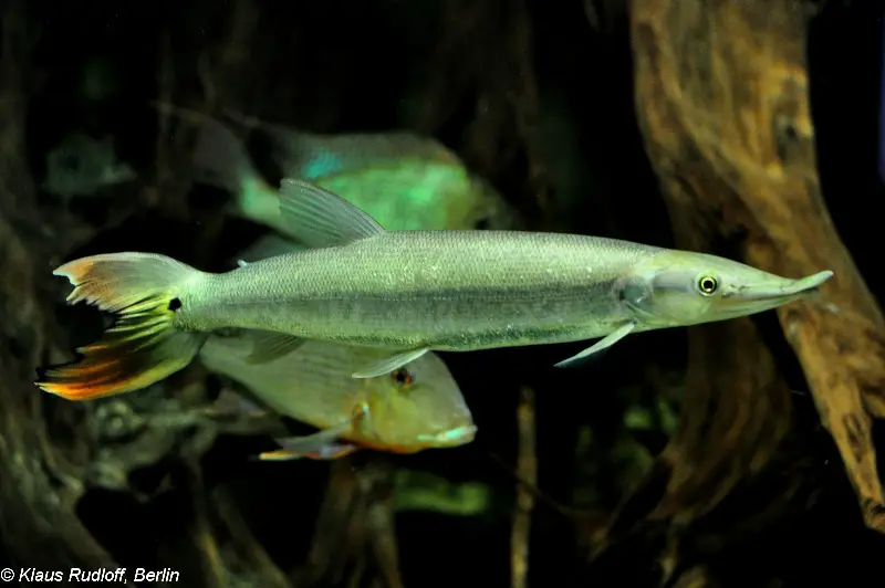 Boulengerella cuvieri photo