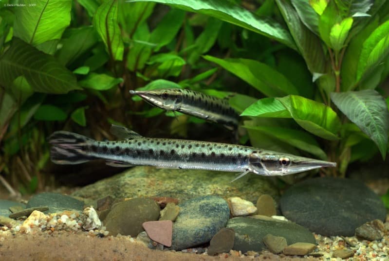 Boulengerella maculata photo