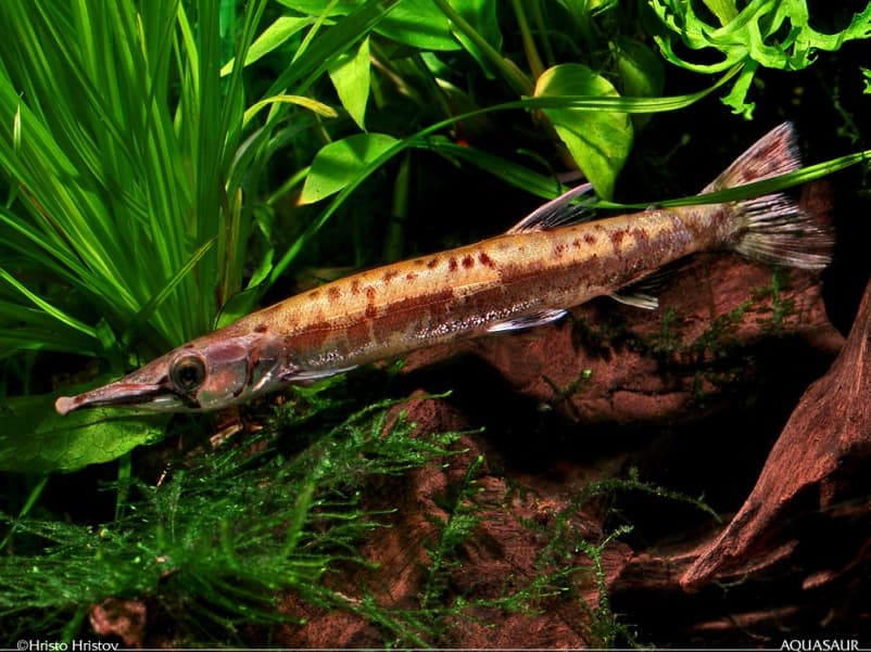 Boulengerella lucius photo