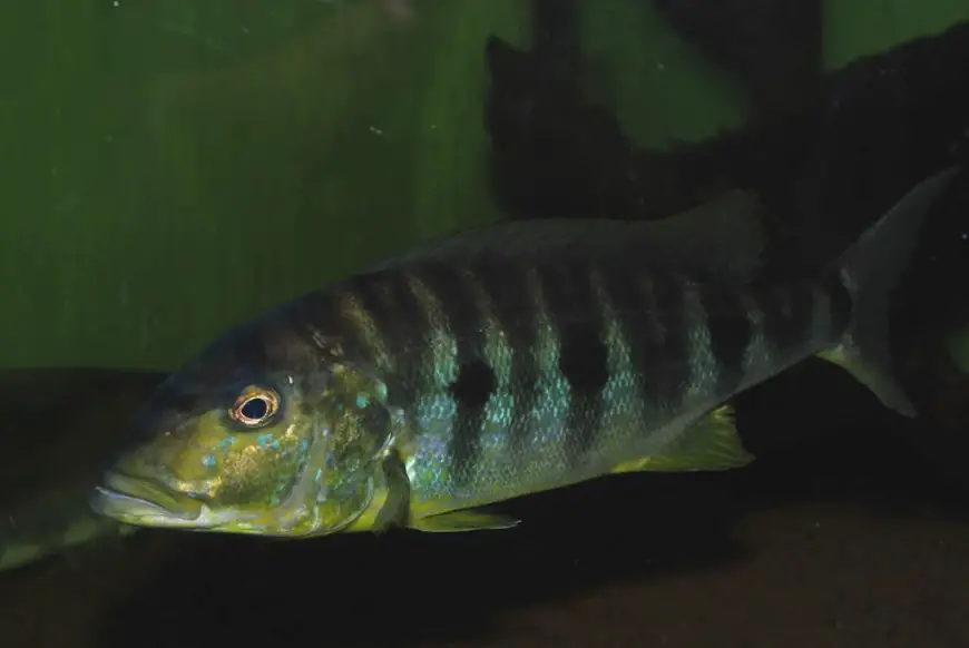 Boulengerochromis microlepis photo