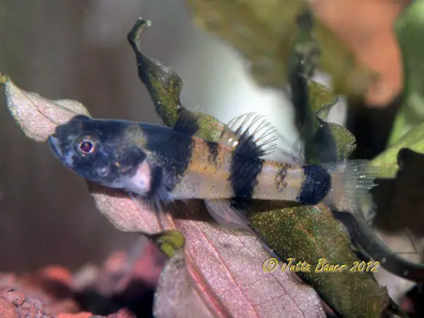 Brachygobius sabanus photo