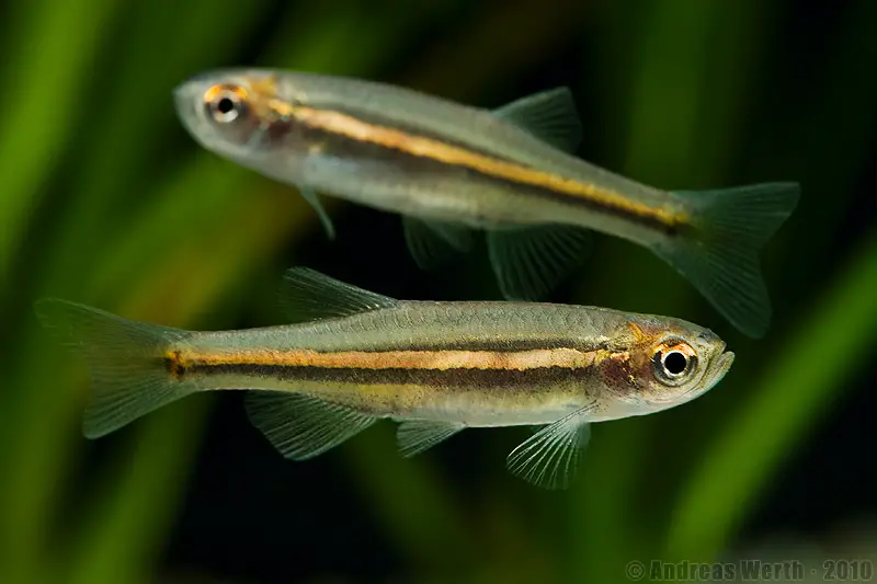 Brachydanio jaintianensis photo
