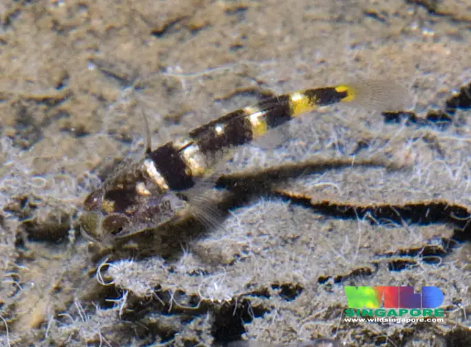 Brachygobius kabiliensis photo
