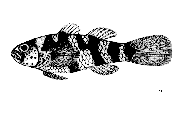 Brachygobius aggregatus photo