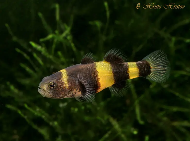 Brachygobius doriae photo