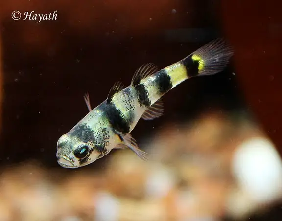 Brachygobius nunus photo