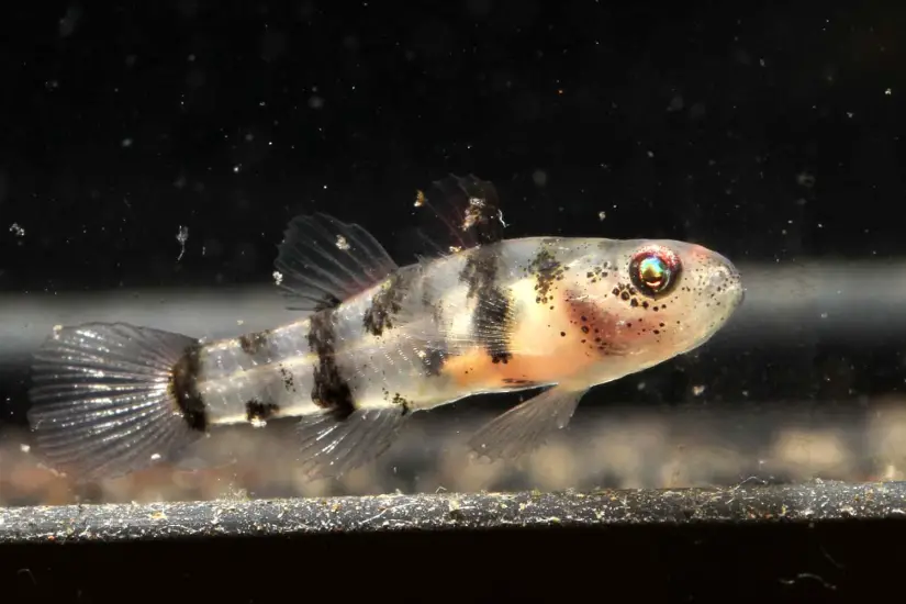 Brachygobius mekongensis photo