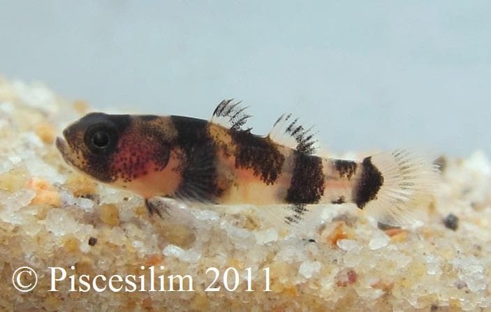 Brachygobius xanthomelas photo