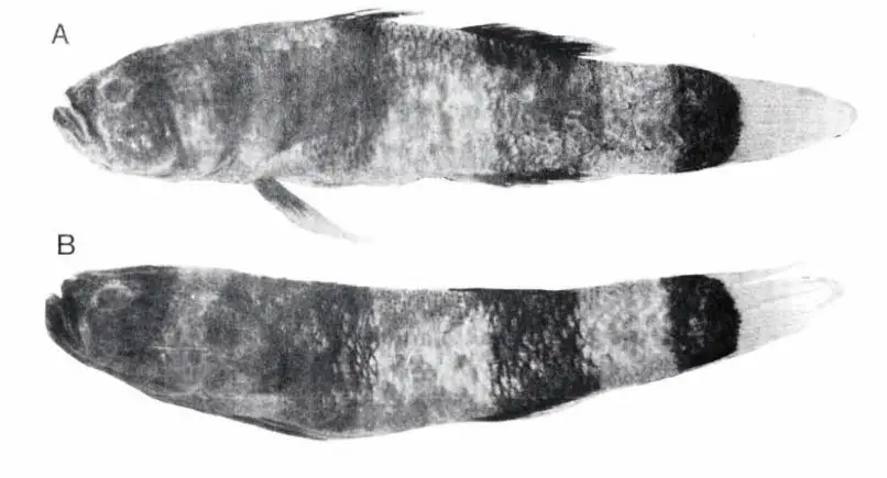 Brachygobius xanthozonus photo