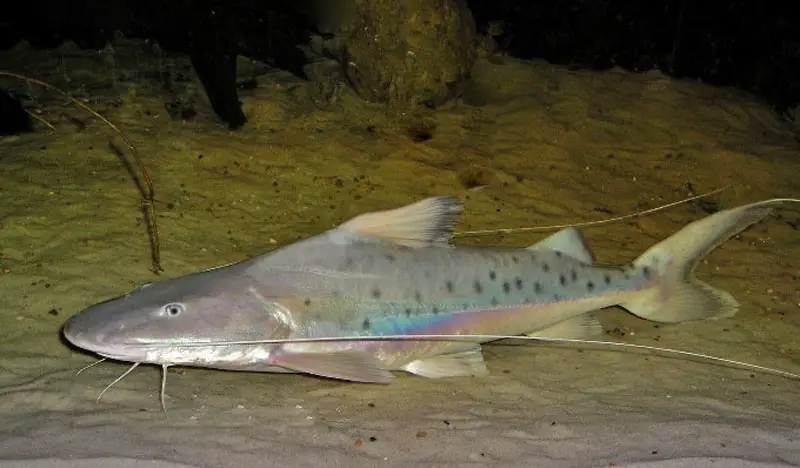 Brachyplatystoma capapretum photo