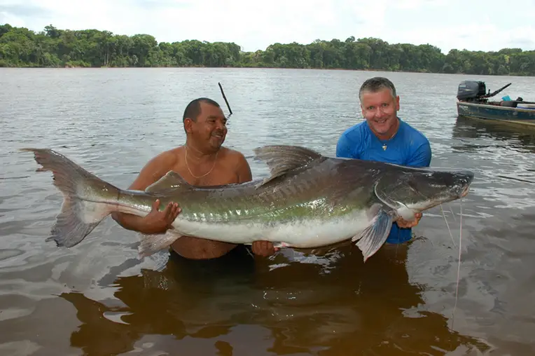 Brachyplatystoma filamentosum photo