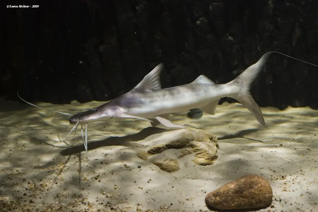 Brachyplatystoma platynemum photo