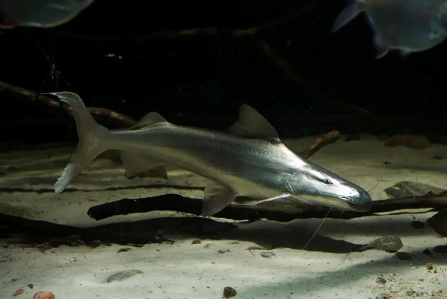 Brachyplatystoma rousseauxii photo