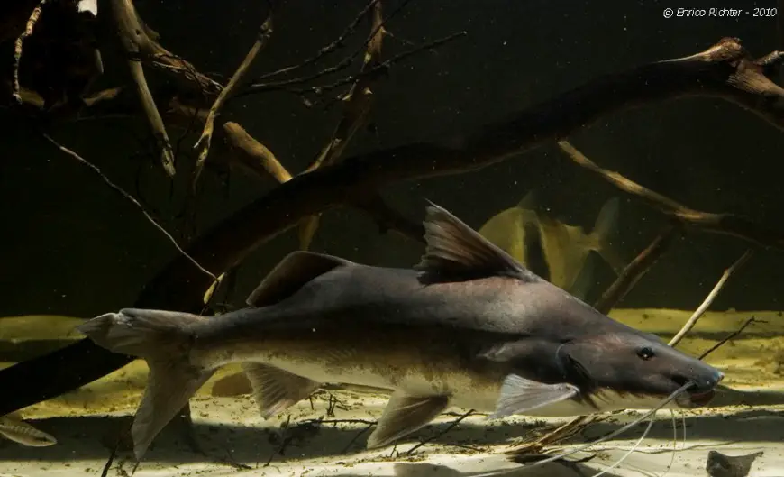 Brachyplatystoma vaillantii photo