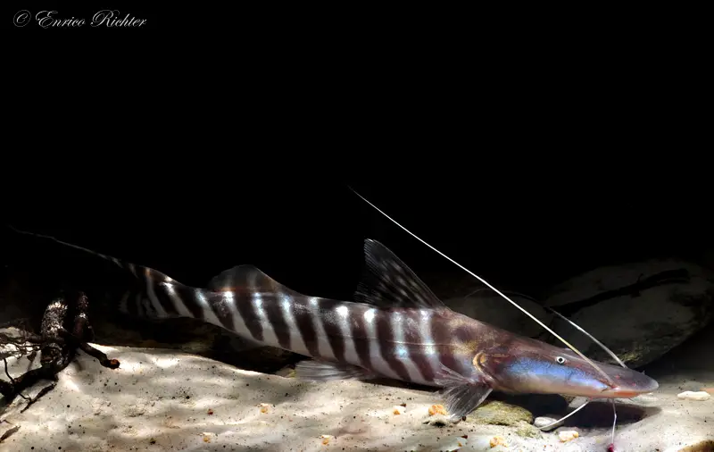 Brachyplatystoma tigrinum photo