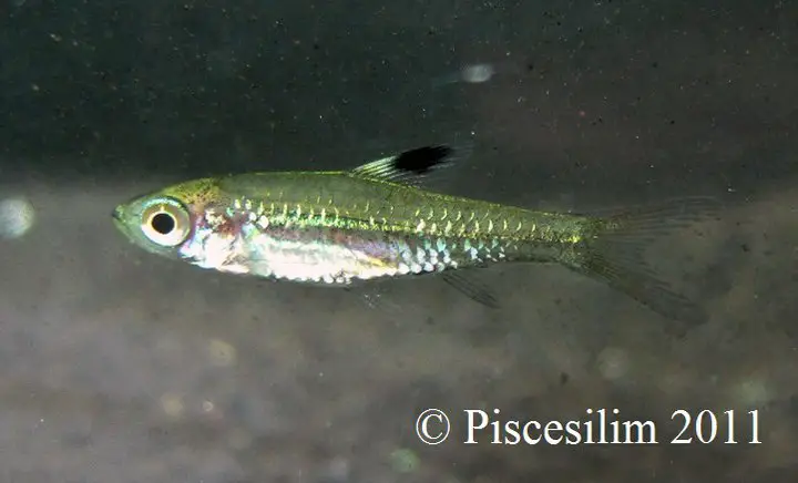 Brevibora cheeya photo