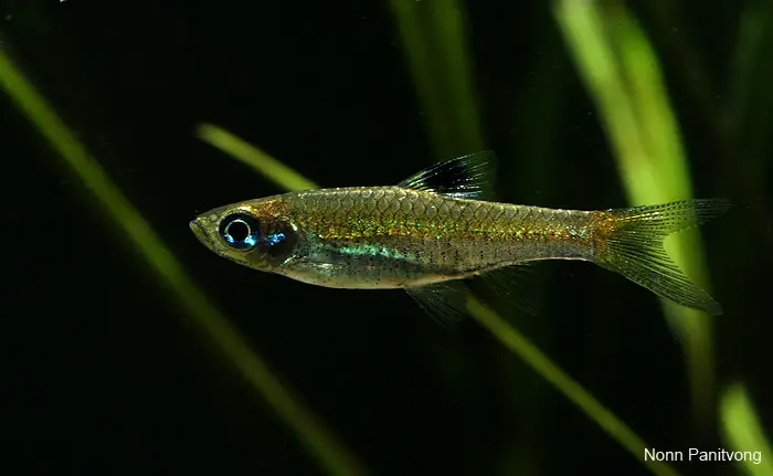 Brevibora dorsiocellata photo