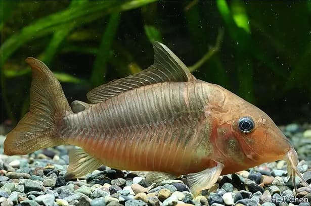 Corydoras britskii photo