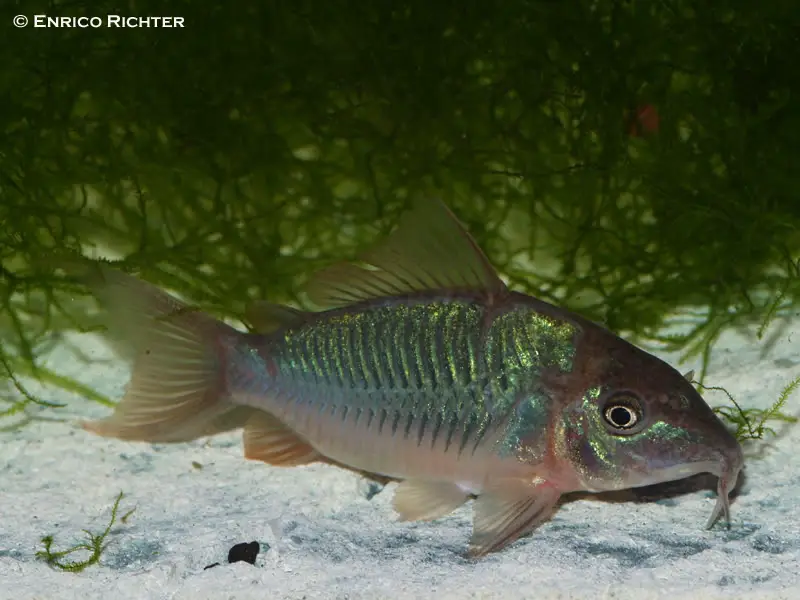 Corydoras splendens photo
