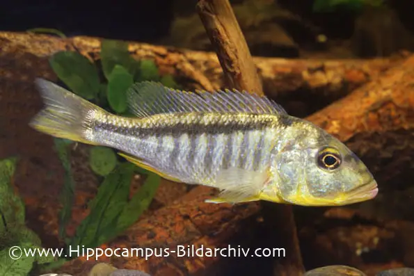 Buccochromis lepturus photo