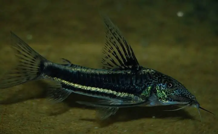 Scleromystax sp. c113 photo