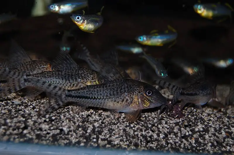 Corydoras sp. photo