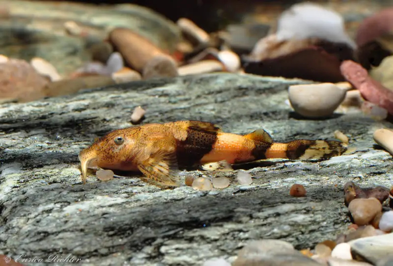 Caelatoglanis zonatus photo