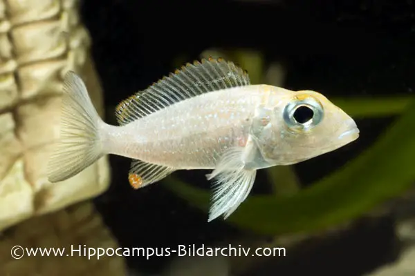 Callochromis macrops photo